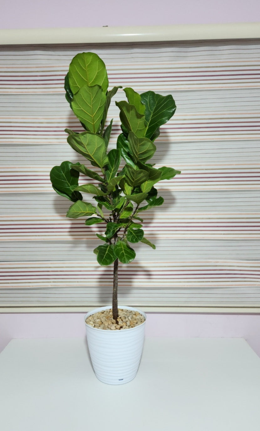 Ficus lyrata