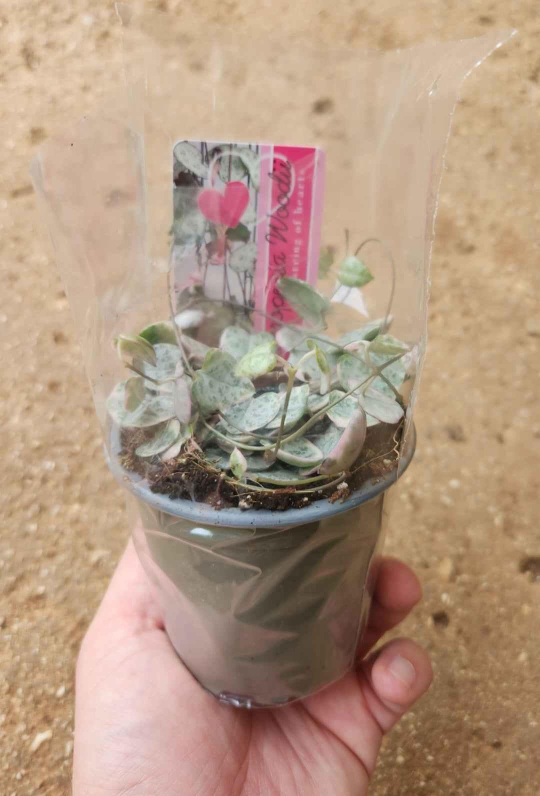 Ceropegia woodii