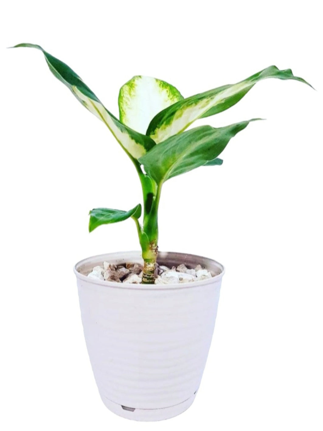 Dieffenbachia