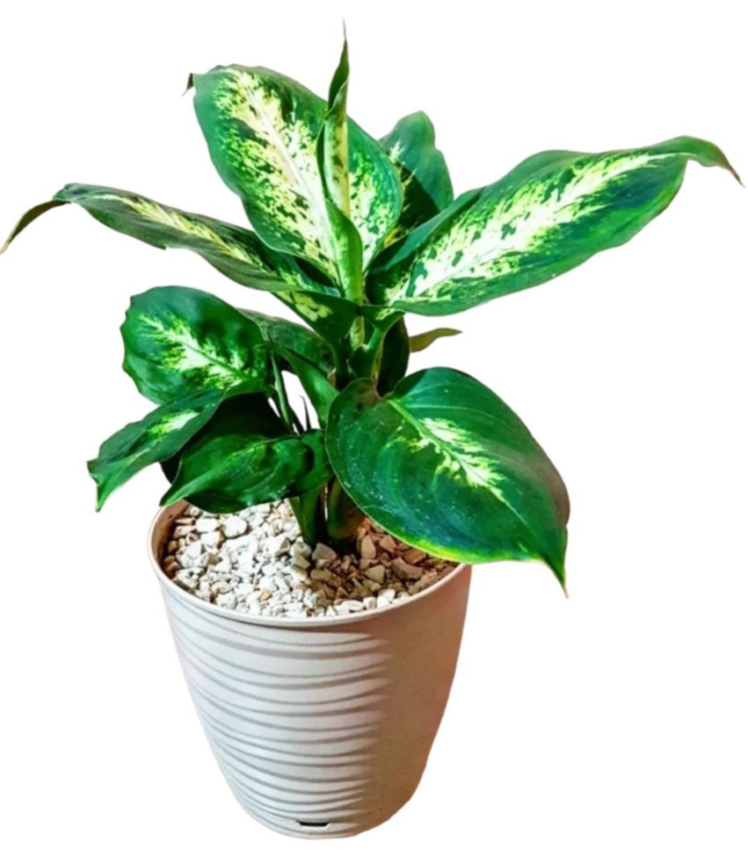 Dieffenbachia