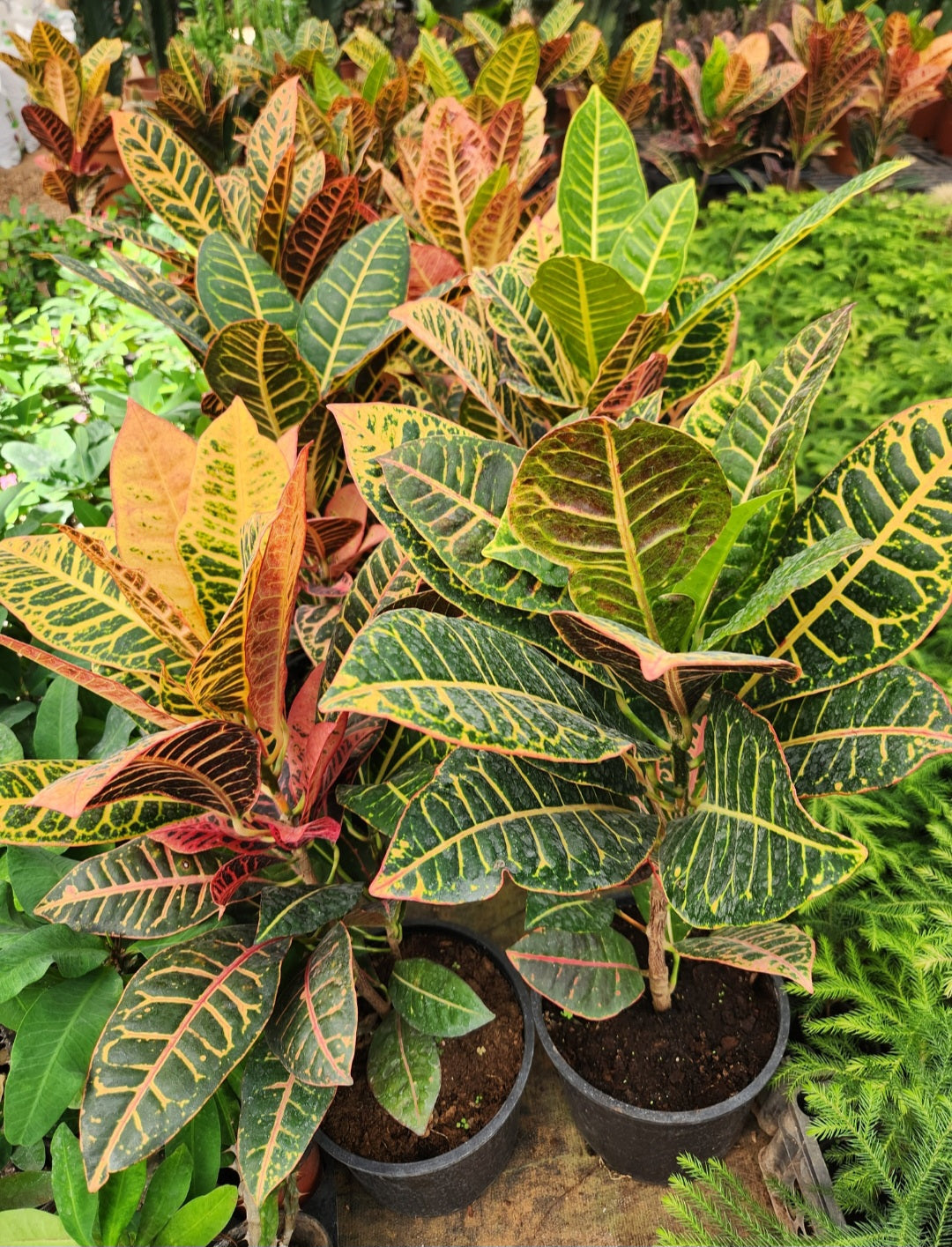 Croton