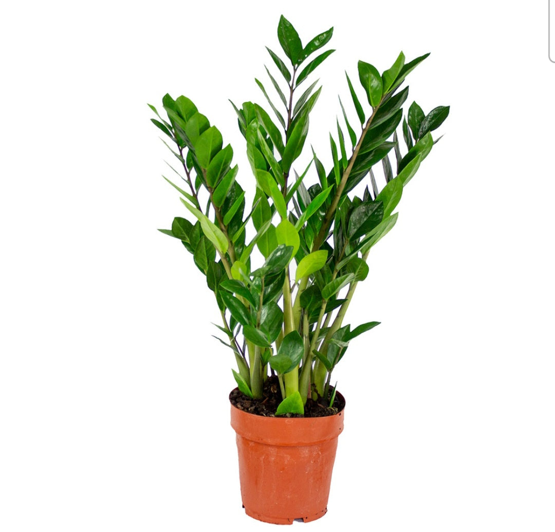 Zamioculcas (zzplant)