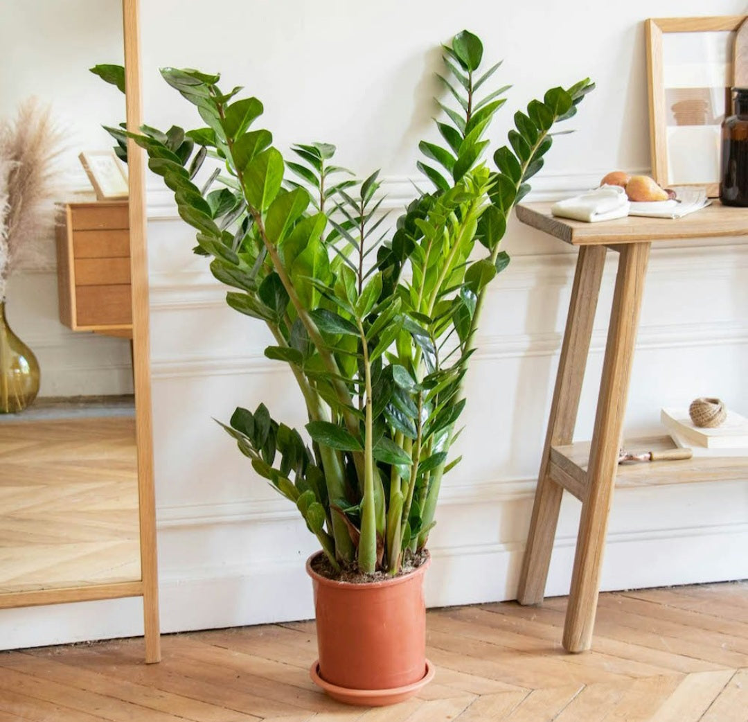 Zamioculcas (zzplant)