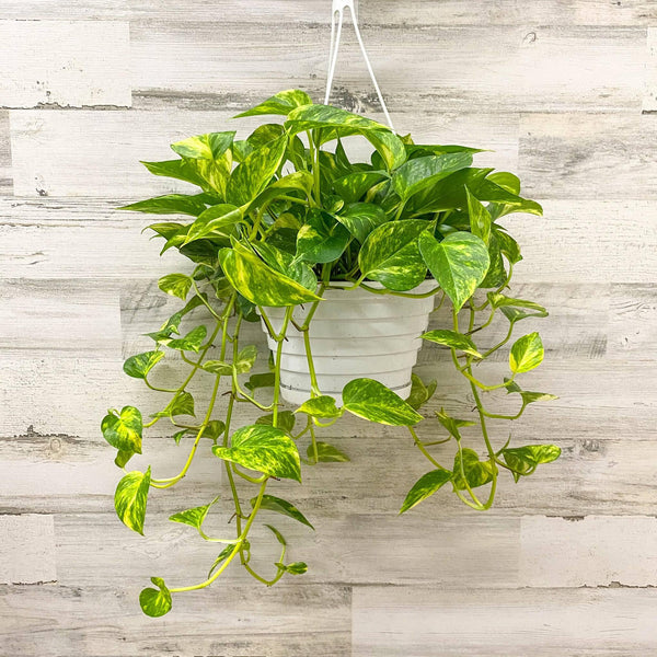 Pothos sindapsus