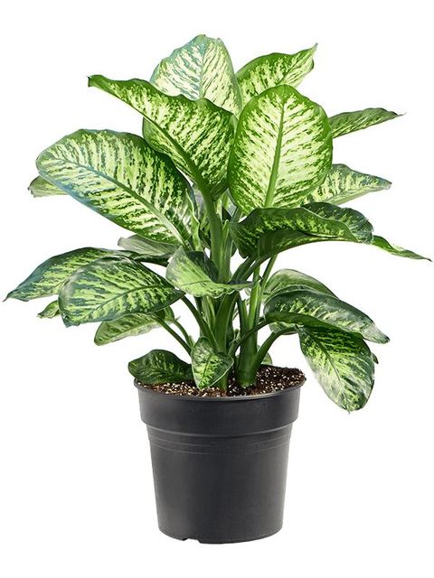 Dieffenbachia