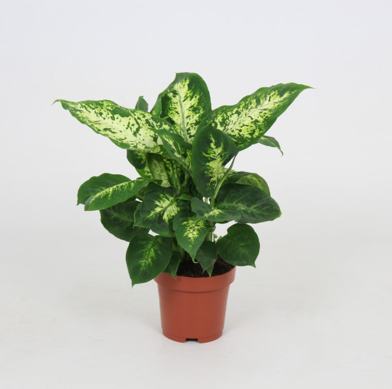 Dieffenbachia