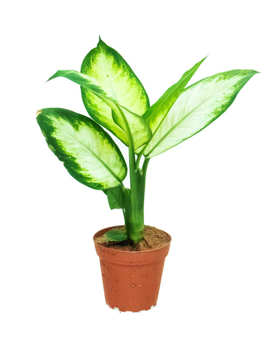 Dieffenbachia