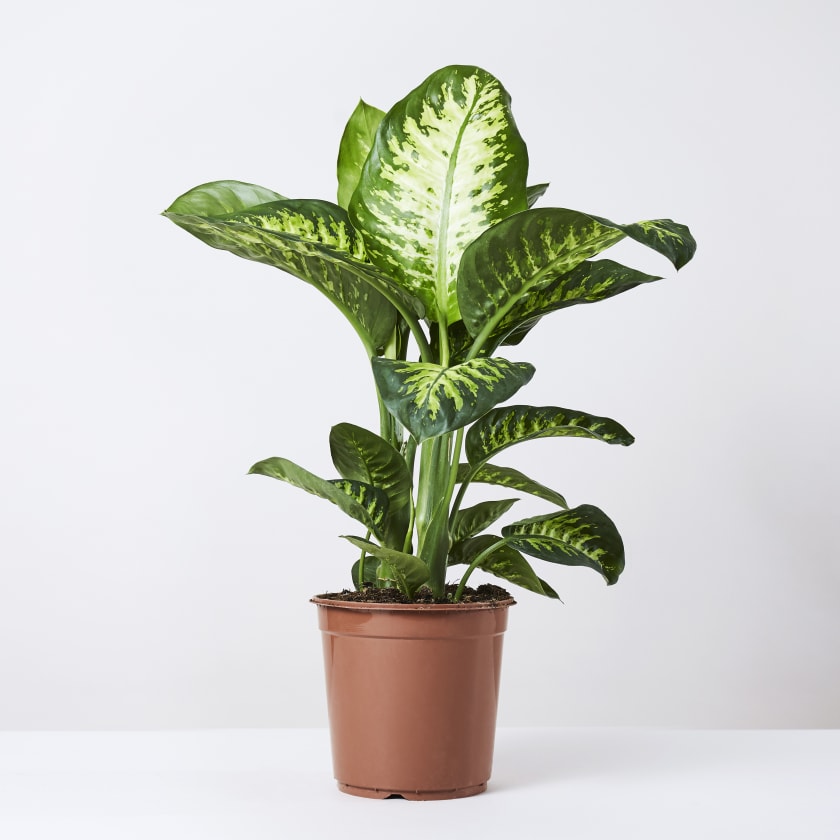 Dieffenbachia