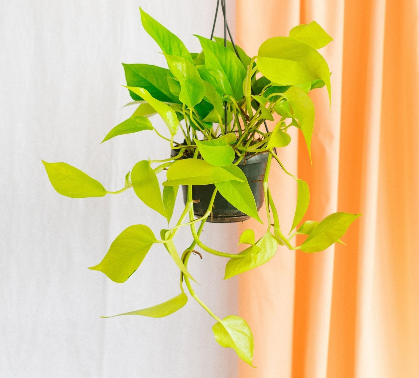 Pothos sindapsus