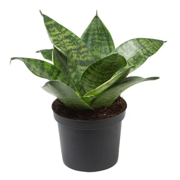 Sansevieria