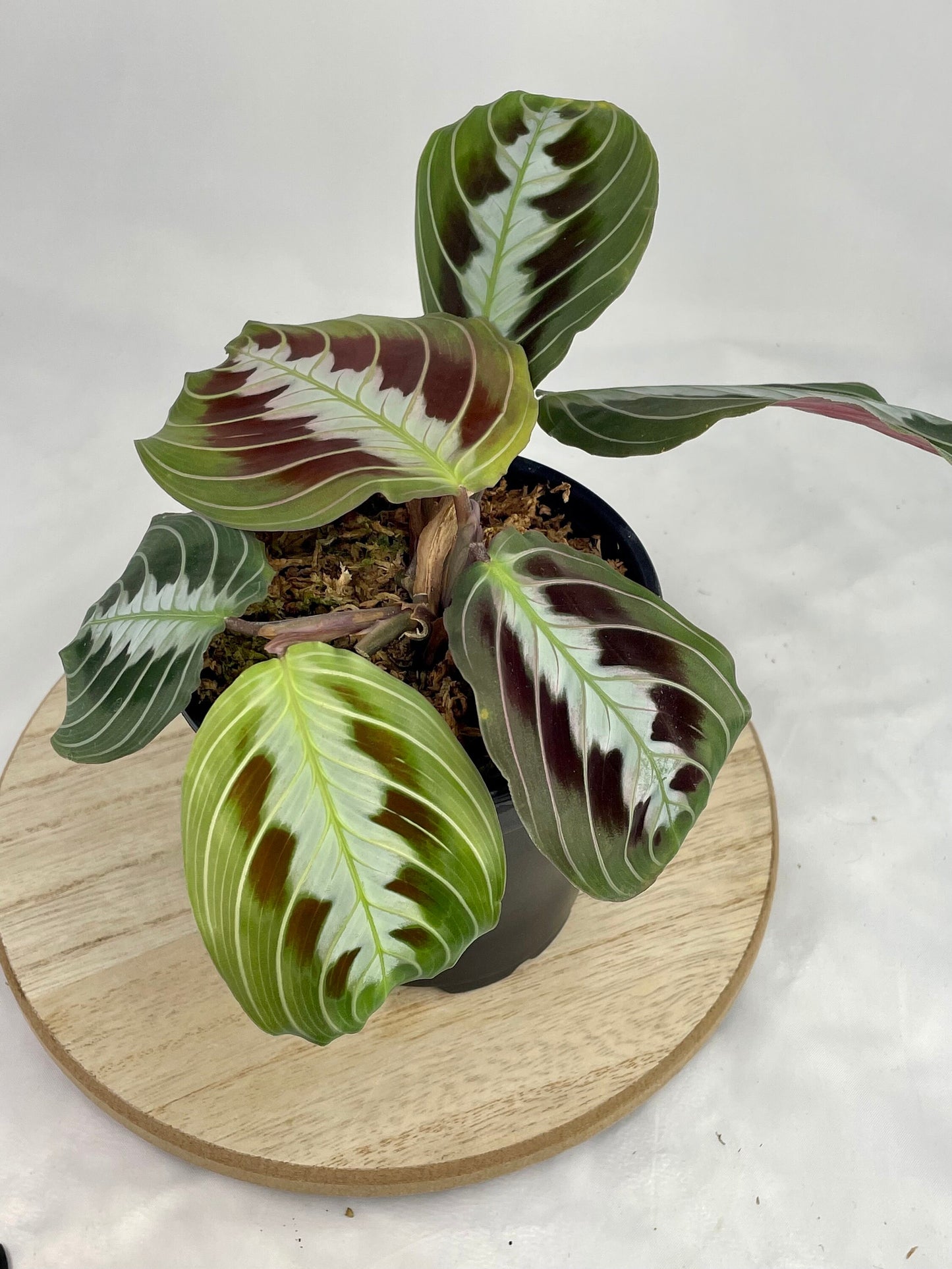 Maranta