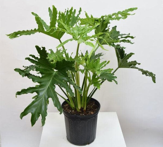 Philodendron selloum