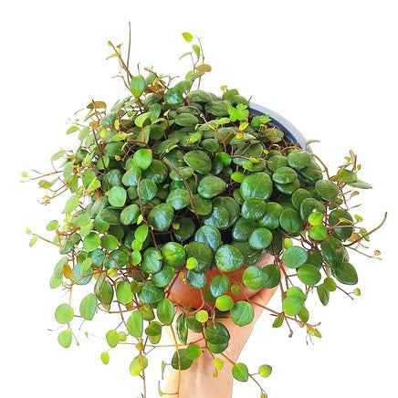 Peperomia pepperspot