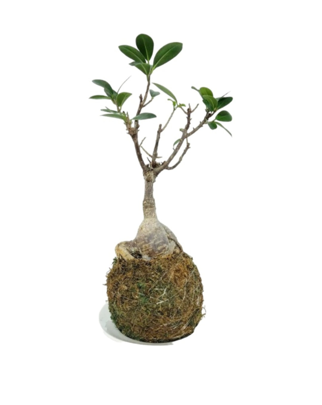 Kokedama