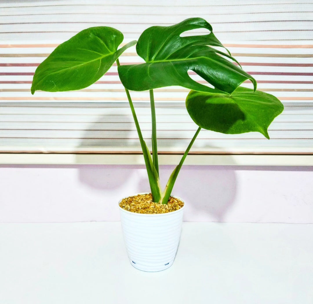 Monstera deliciosa