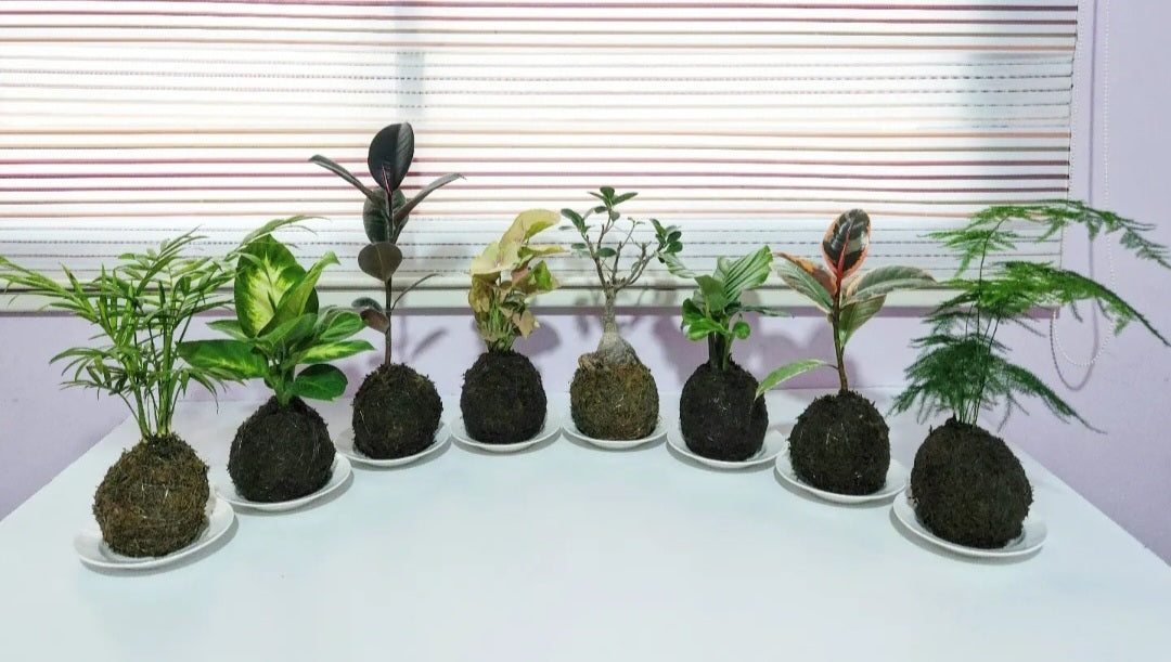 Kokedama