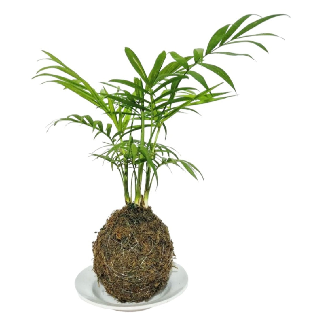 Kokedama