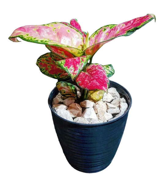 Aglaonema