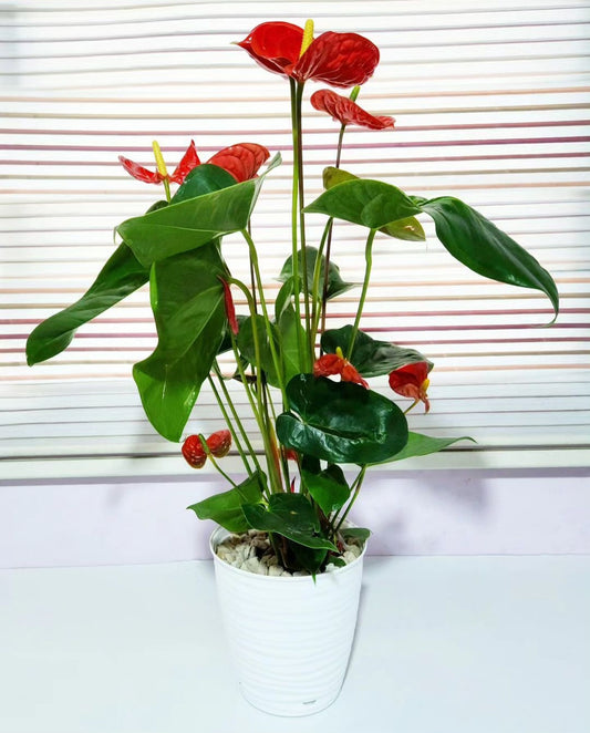 Anthurium