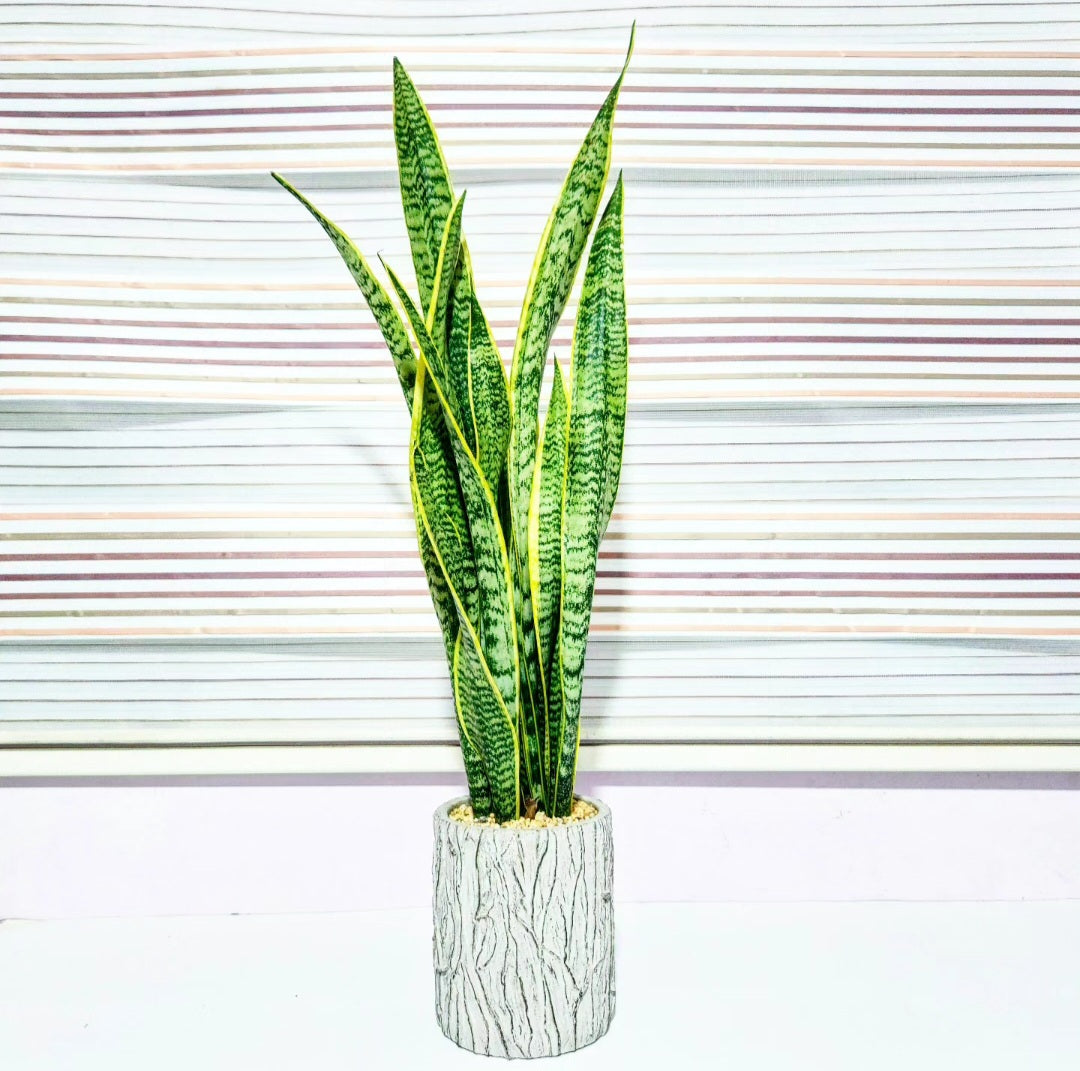 Sansevieria