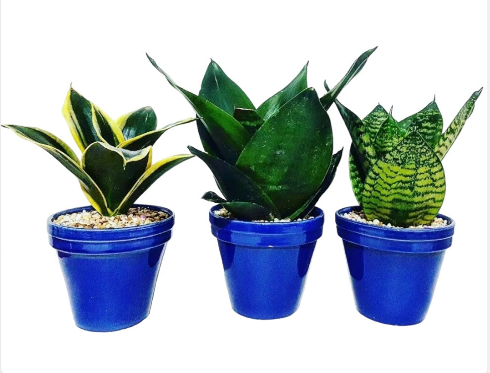 Sansevieria