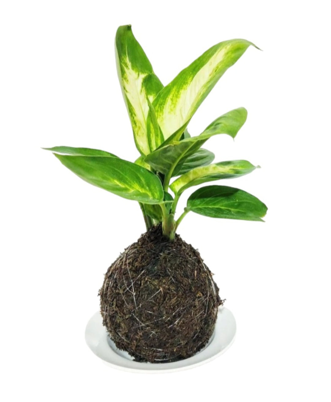 Kokedama