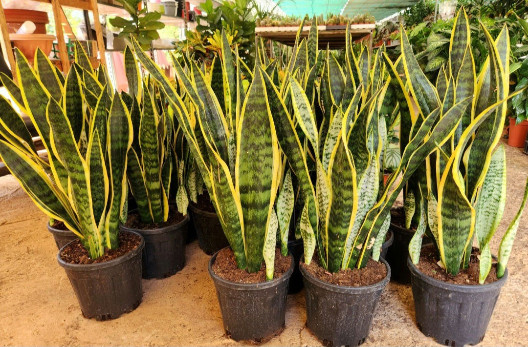 Sansevieria