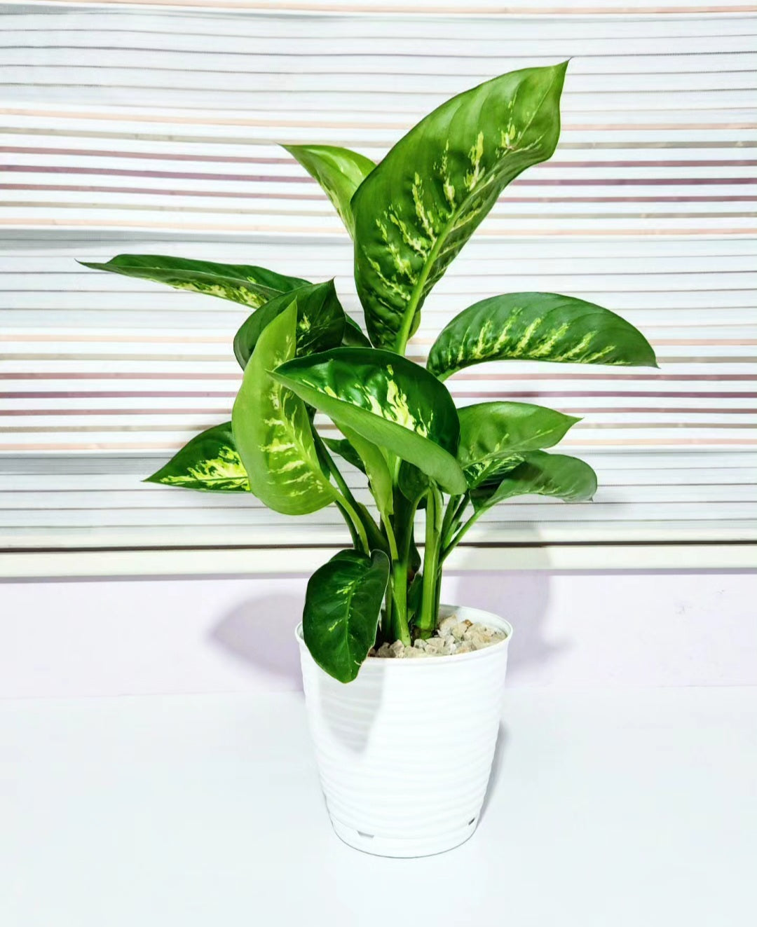 Dieffenbachia