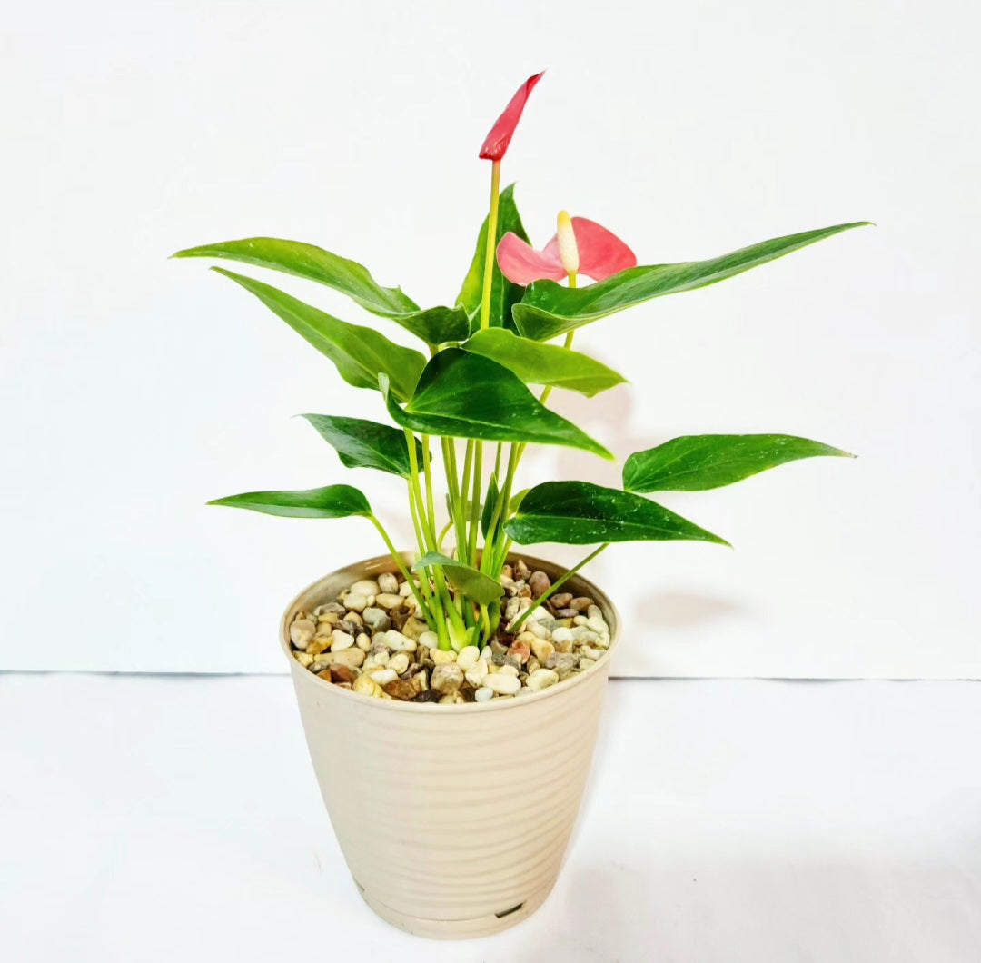 Anthurium