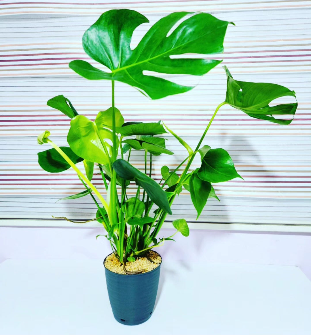 Monstera deliciosa