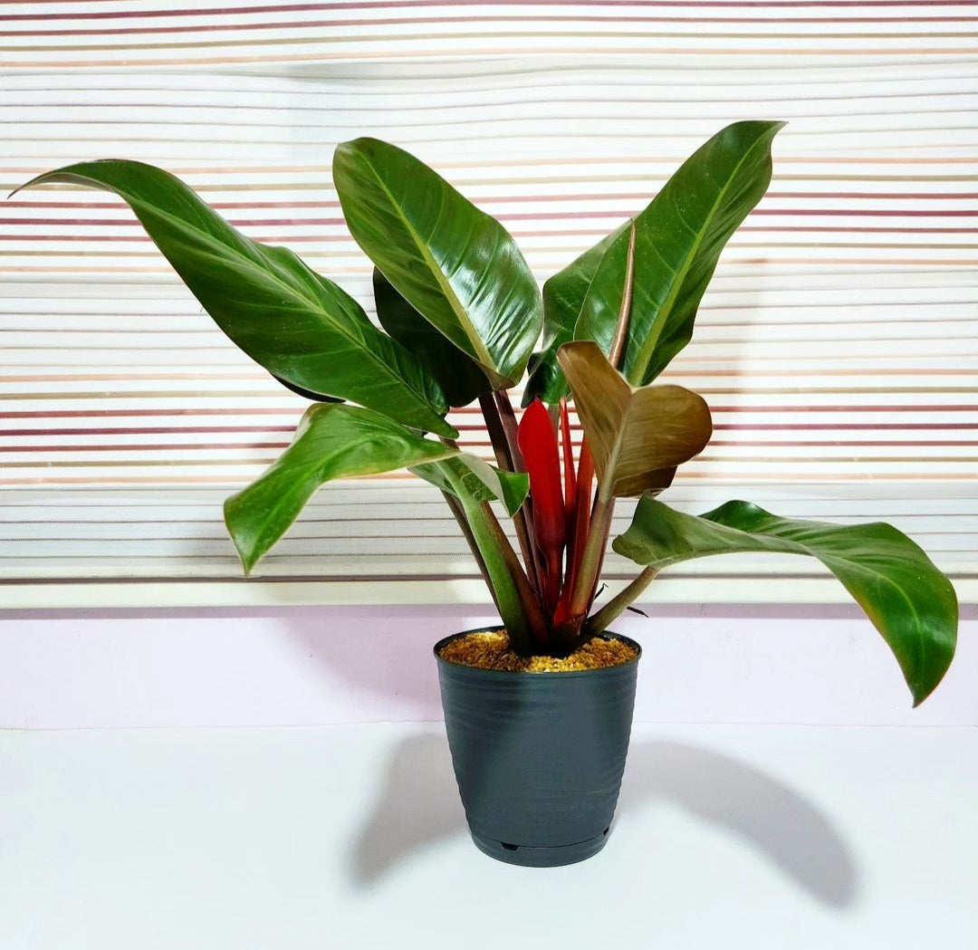 Philodendron Imperial