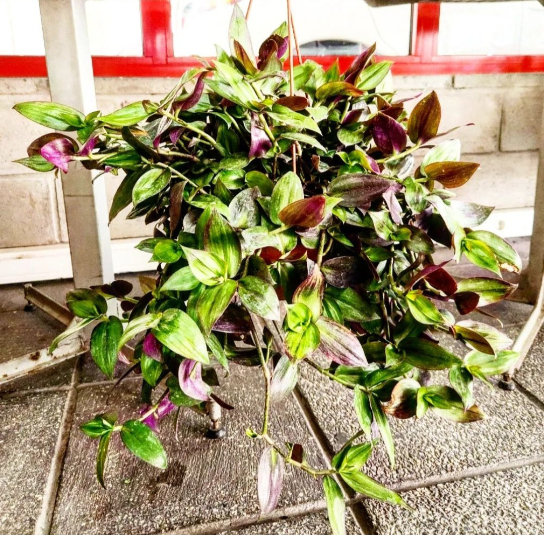 Tradescantia