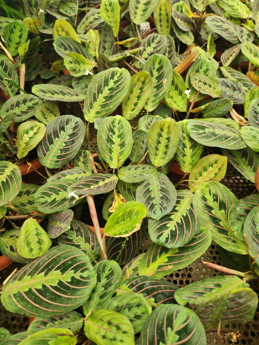 Maranta