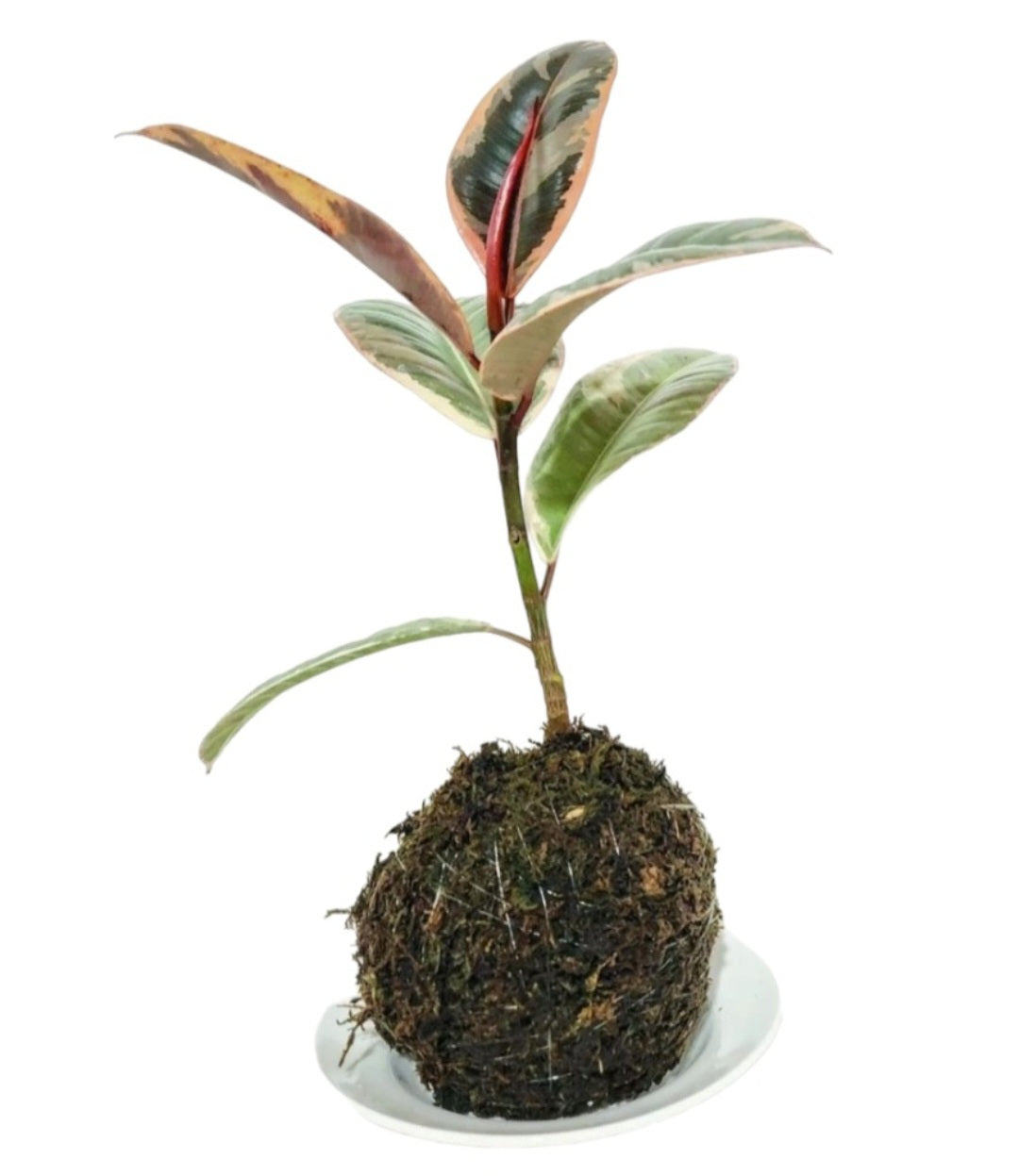 Kokedama