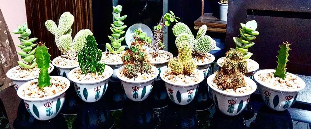 Cactus coffee cup