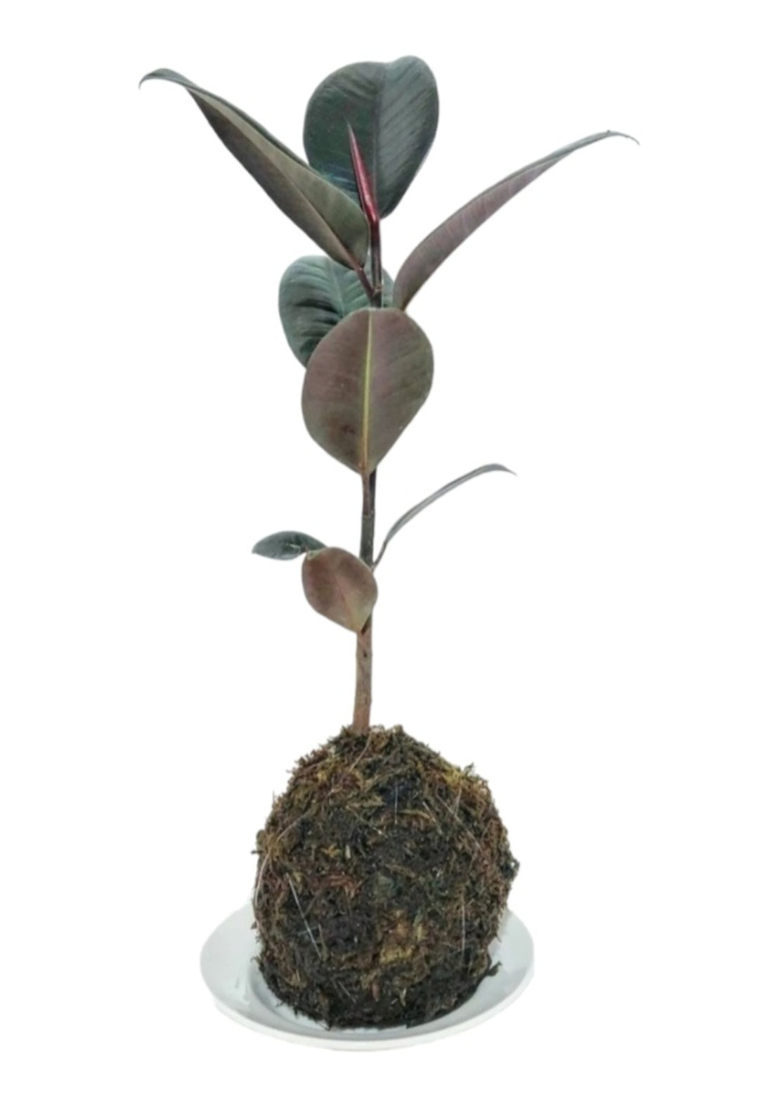 Kokedama