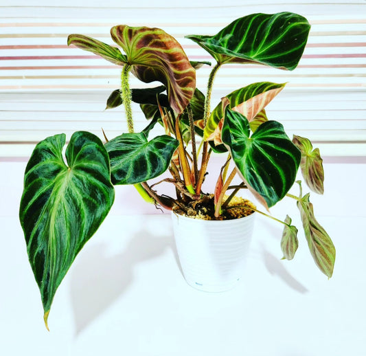 Philodendron verrucosum