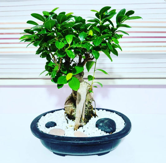 Bonsaï ficus ginseng