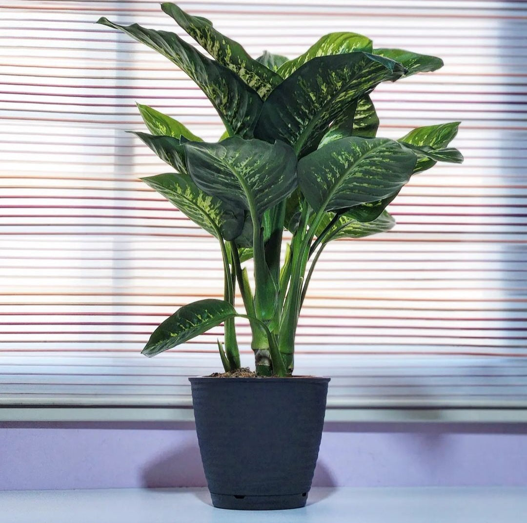 Dieffenbachia