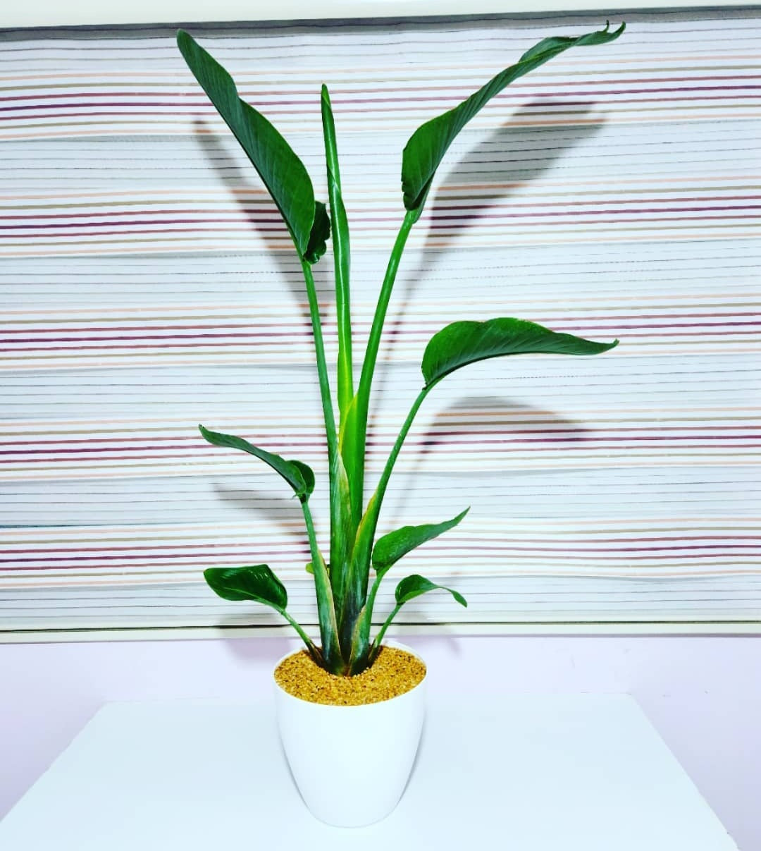 Strelitzia nicalai