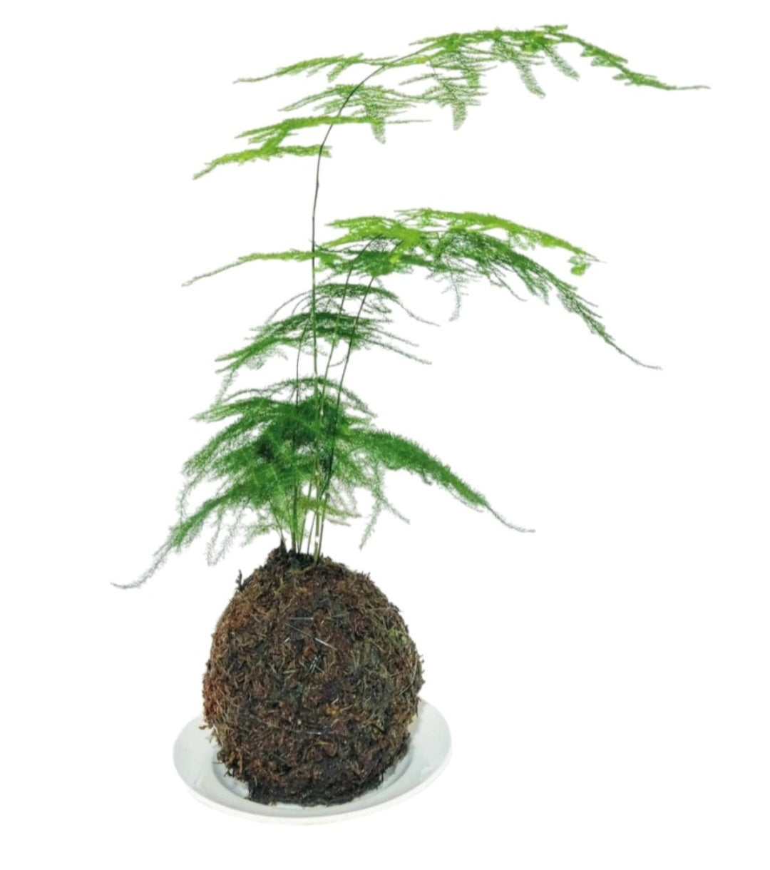 Kokedama