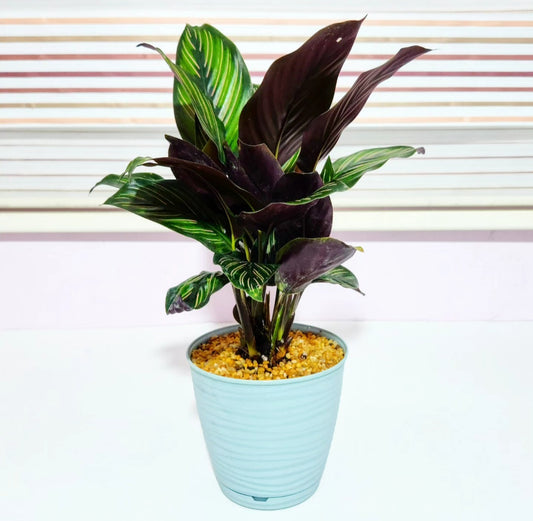 Calathea sanderiana