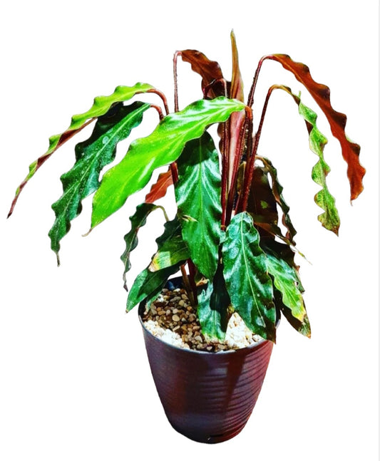 Calathea rufibarba