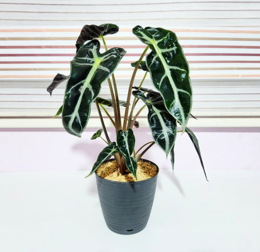 Alocasia amazonica