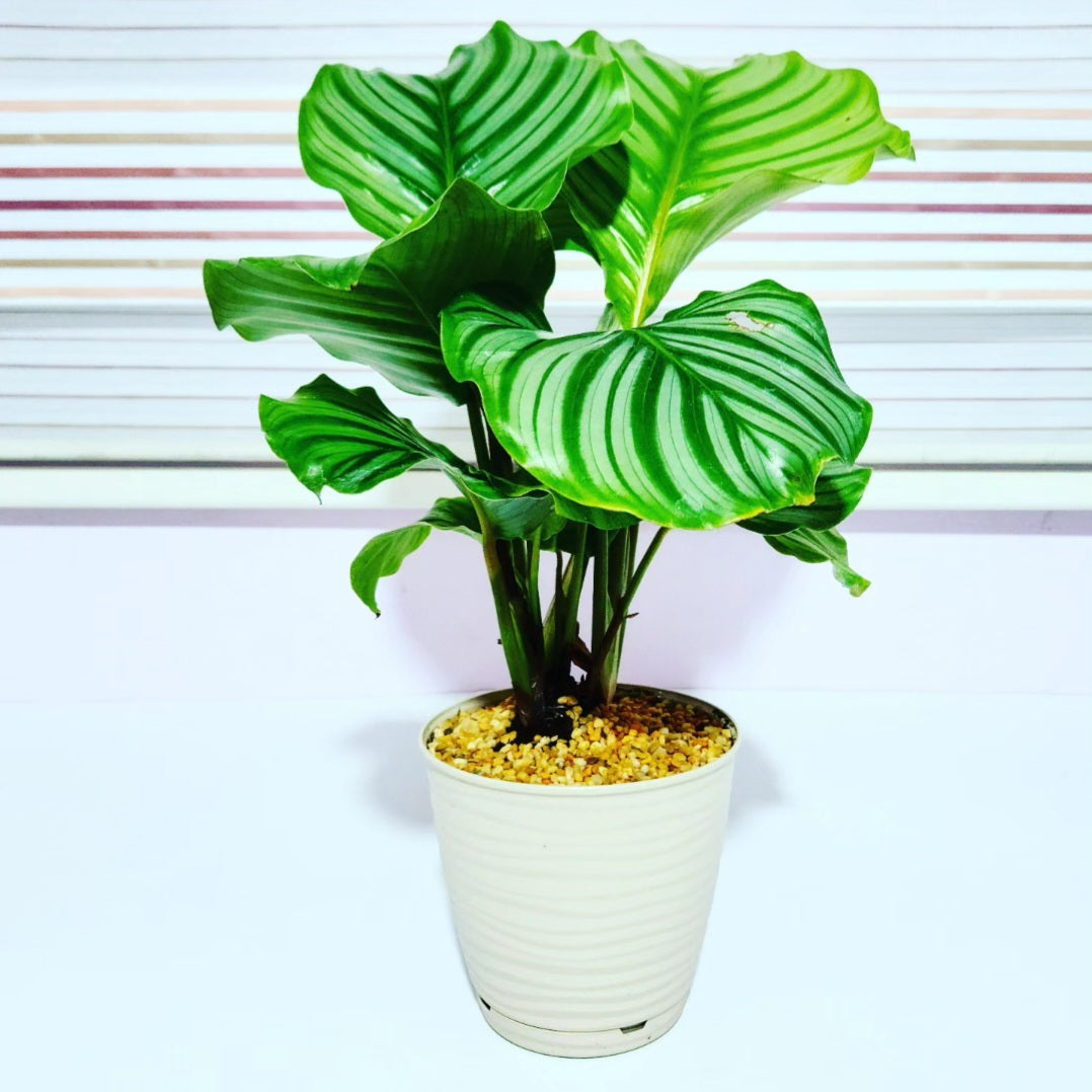 Calathea orbifolia