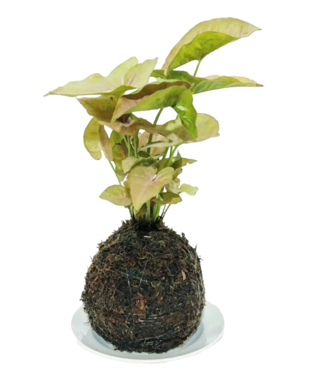 Kokedama