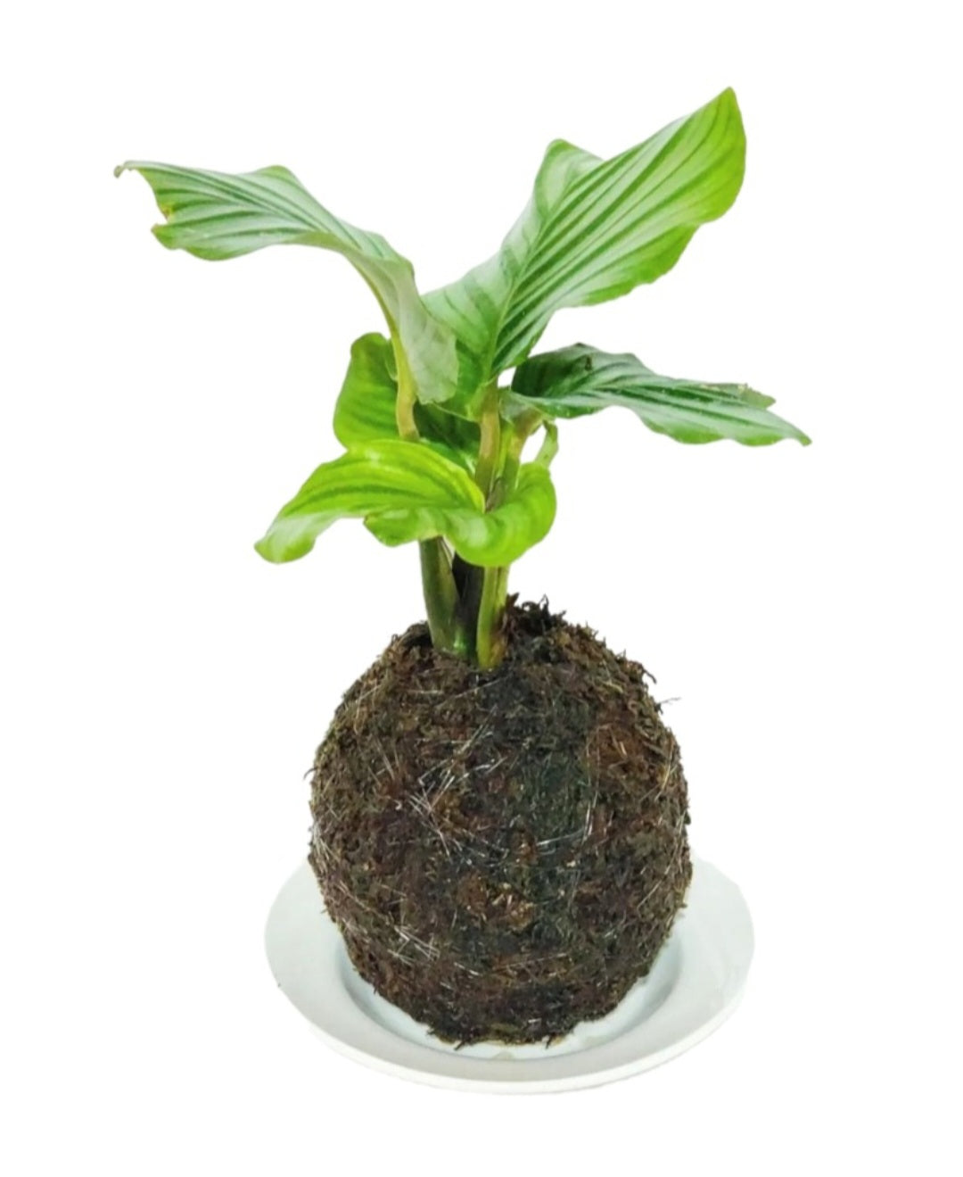 Kokedama