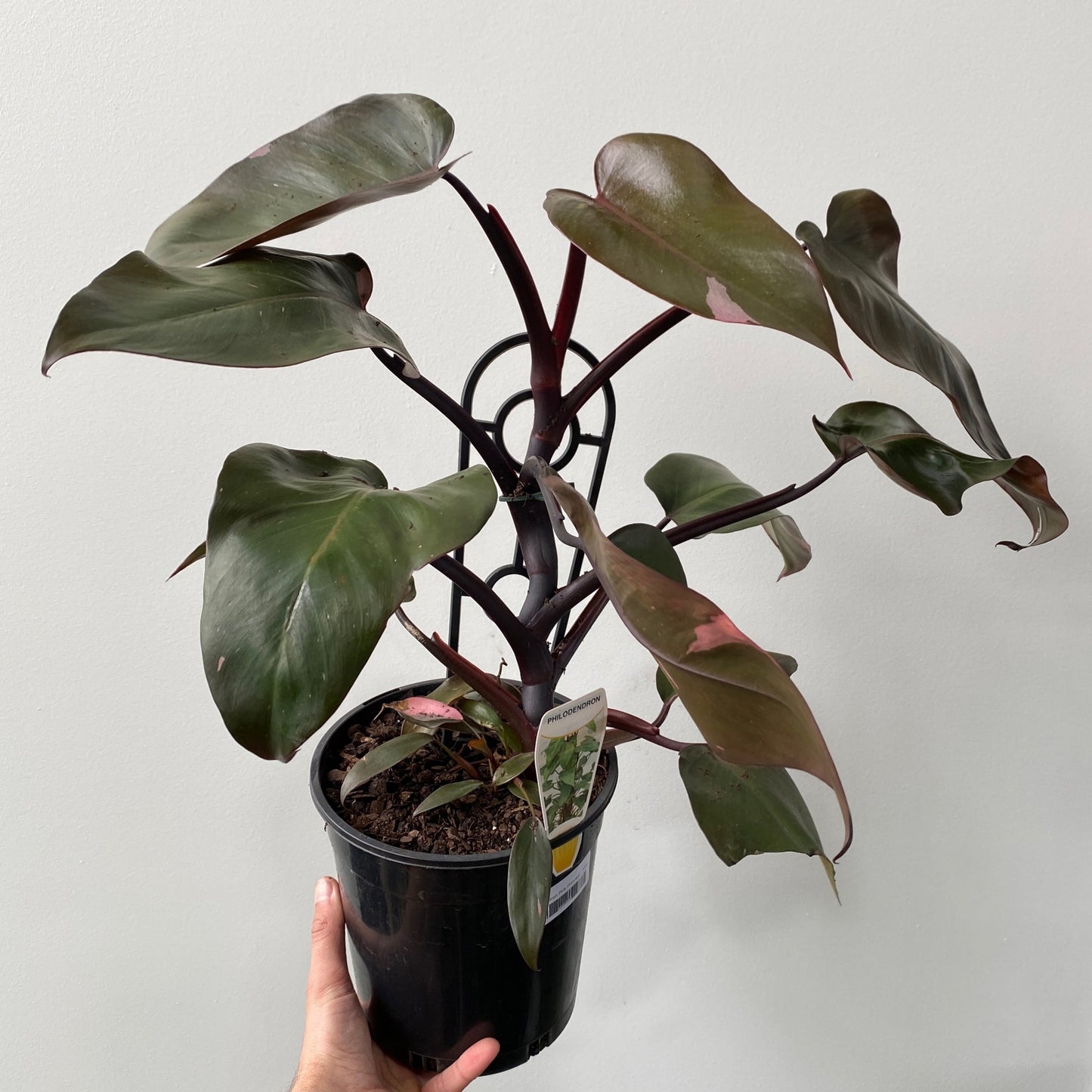 Philodendron pink princess black night